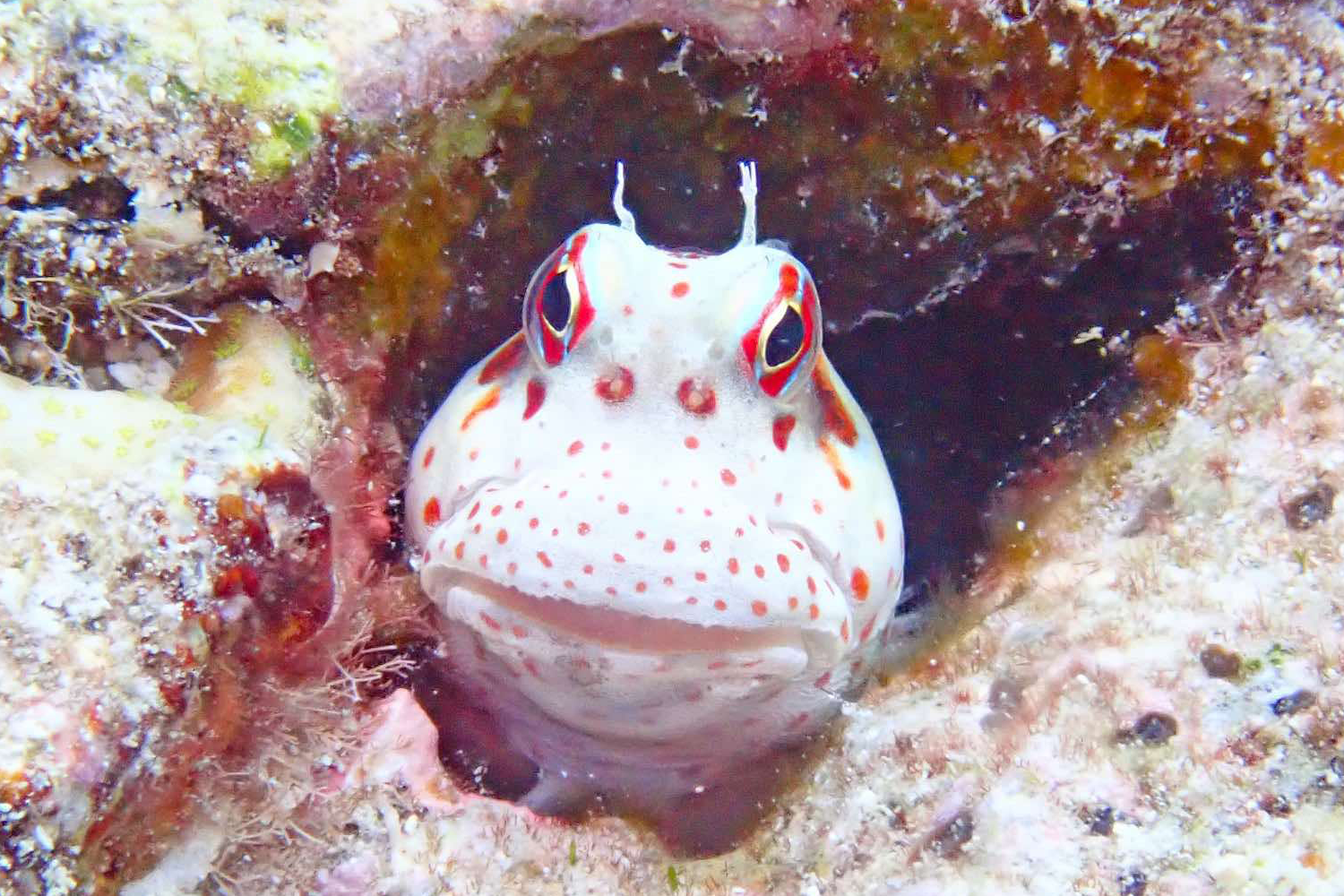 リングライト使用時の水中写真イメージ